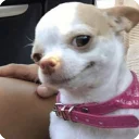 Animals? Animals? - animal