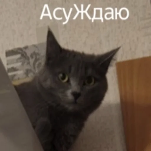 Shu Shu -
