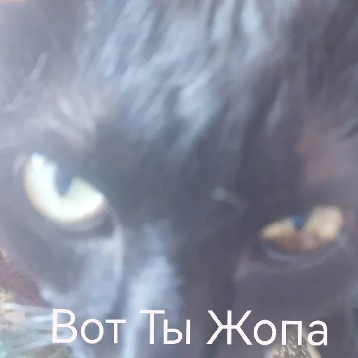 СиМпАтИя СиМпАтИя -