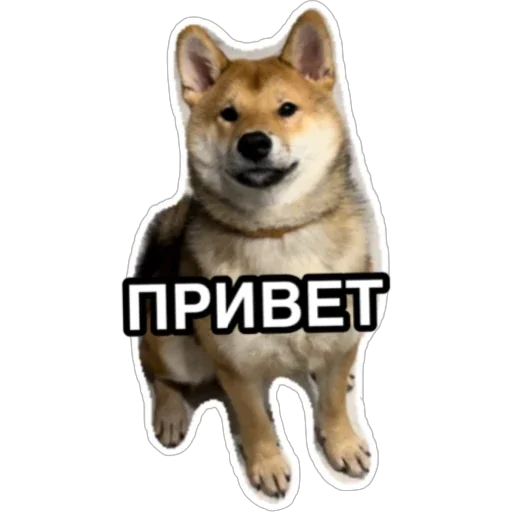 Shiba Oscar by @lonely_junior Shiba Oscar by @lonely_junior -
