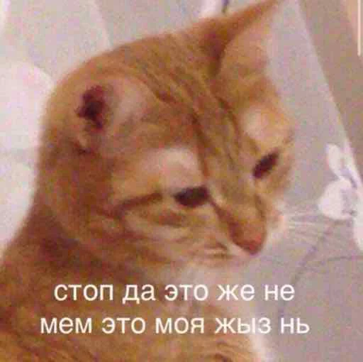 mammal mammal animal cat