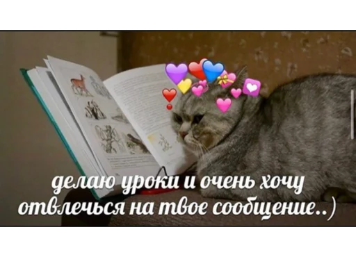 small to medium-sized cats small to medium-sized cats felidae domestic cat