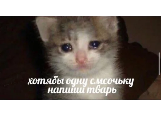 mammal mammal animal text