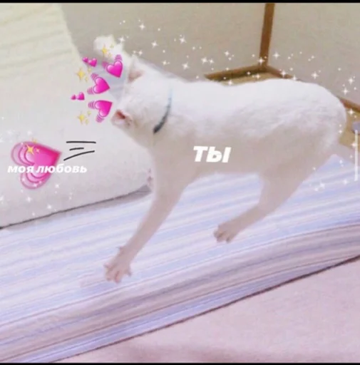 dog dog pet indoor