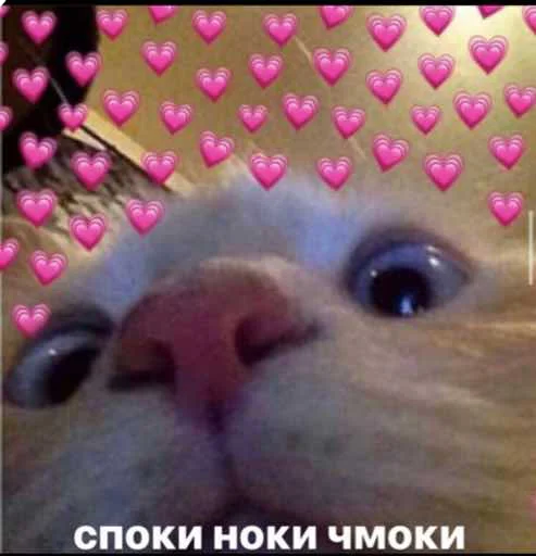 text text animal mammal