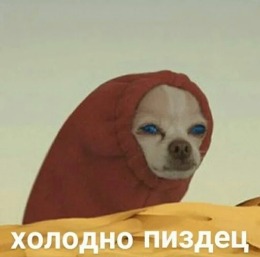 mammal mammal animal dog
