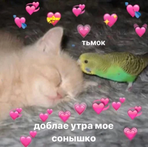 animal animal parrot small to medium-sized cats