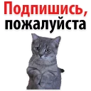 Подпишись, пожалуйста @TuristasTV Подпишись, пожалуйста @TuristasTV - СМС