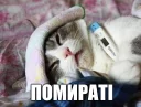 Коты-Украинцы Коты-Украинцы - животное