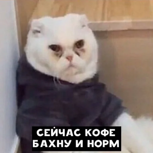 Мемы Мемы -