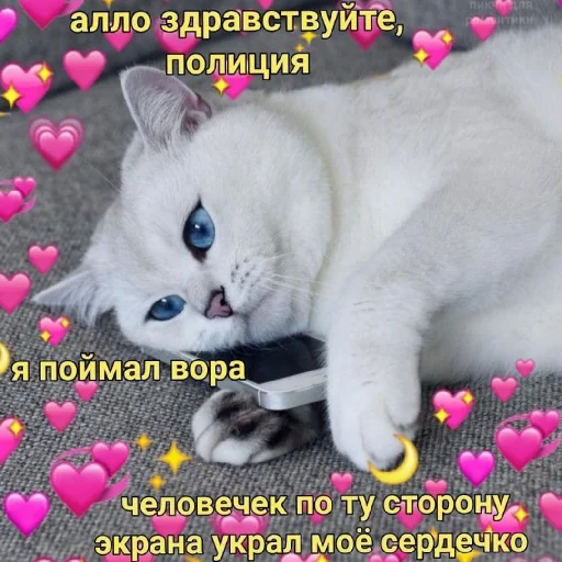 Котики (Ot Safa)(🤍для❤пандочки🖤) Котики (Ot Safa)(🤍для❤пандочки🖤) -