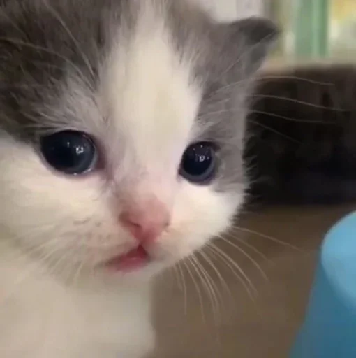 Котун айрыйм :: @fStikBot Котун айрыйм :: @fStikBot -