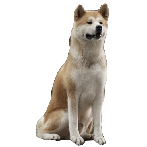 Sobaka Hatiko Sobaka Hatiko -