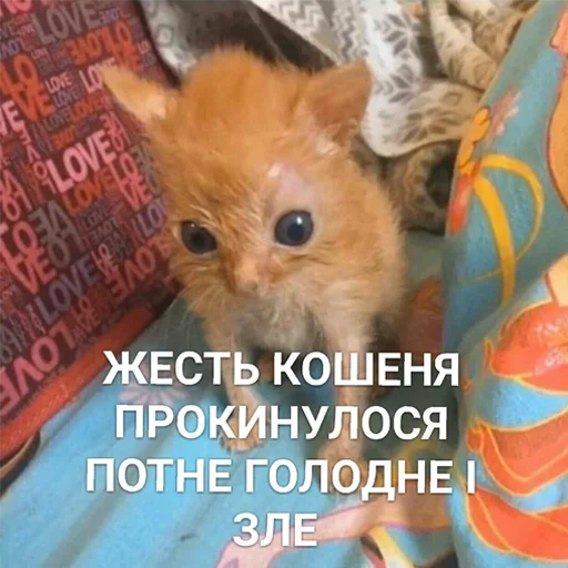 Солянка Солянка -