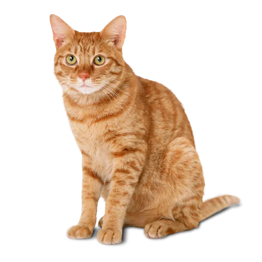 somecats somecats -