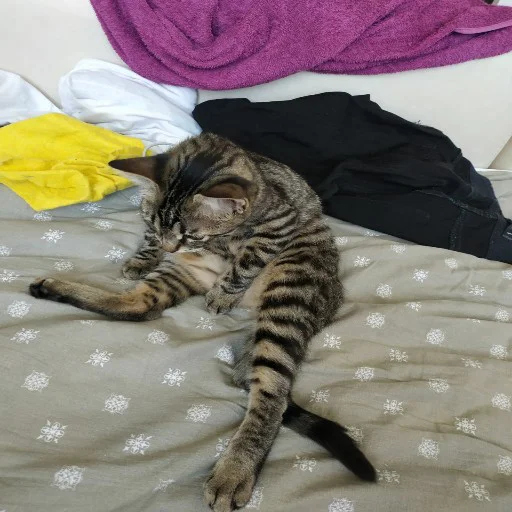small to medium-sized cats small to medium-sized cats felidae cat