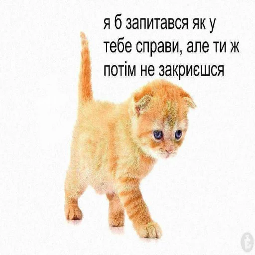 mammal mammal cat animal