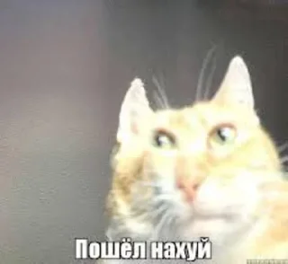 Стикер anal?? - 11