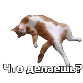 Sticker СпутниКот by ЧТП - 0