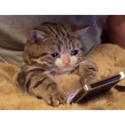 cat cat mammal kitten