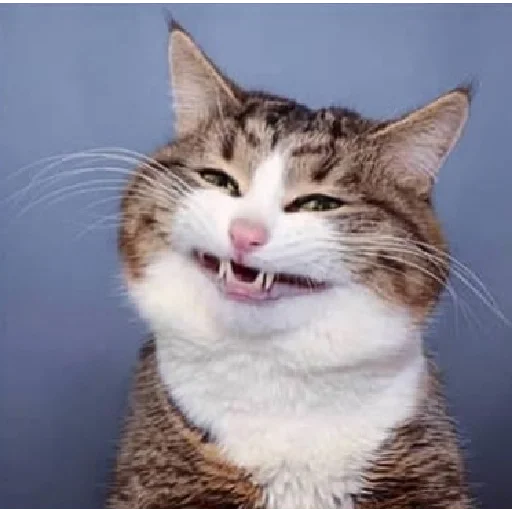 mammal mammal animal cat