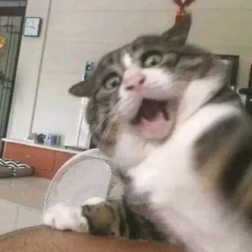 animal animal indoor small to medium-sized cats
