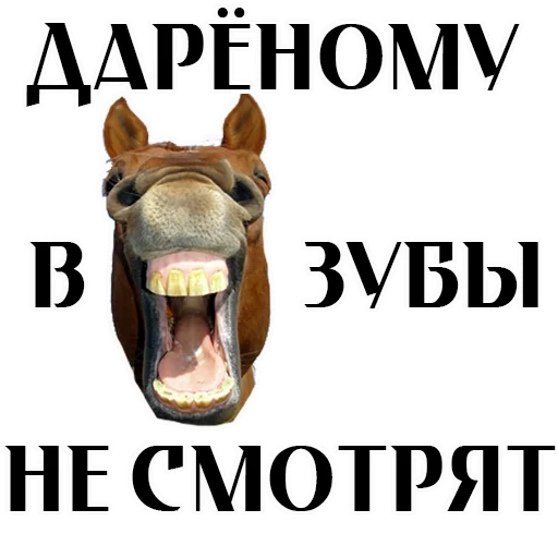 СМС лошадь плакат