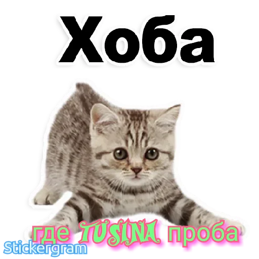 Стики Туси Стики Туси -