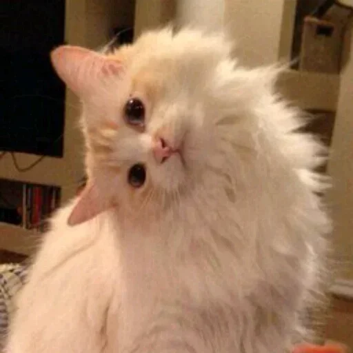 mammal mammal animal domestic cat