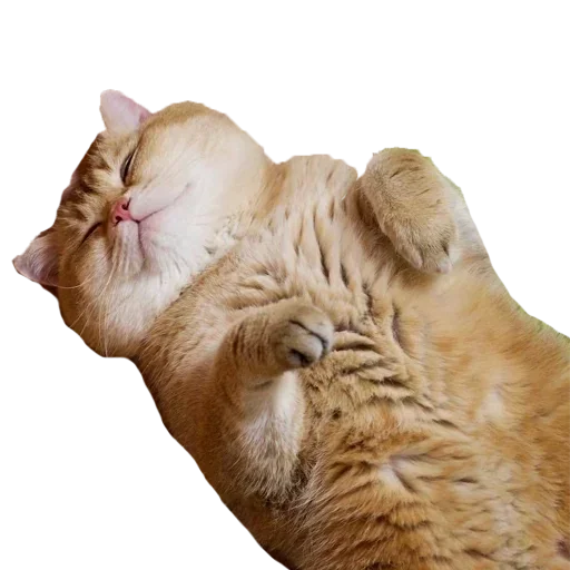 animal animal mammal cat