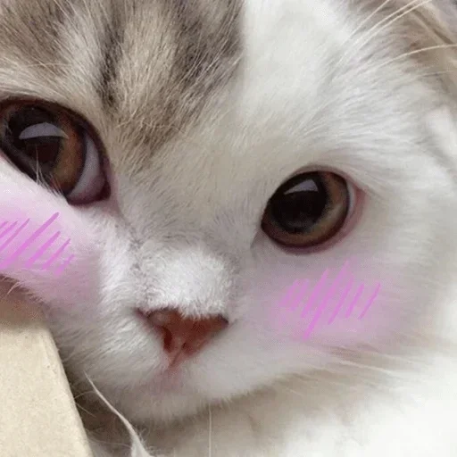 animal animal mammal cat