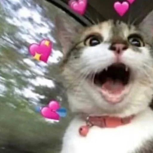 mammal mammal animal cat