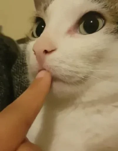 mammal mammal cat domestic cat