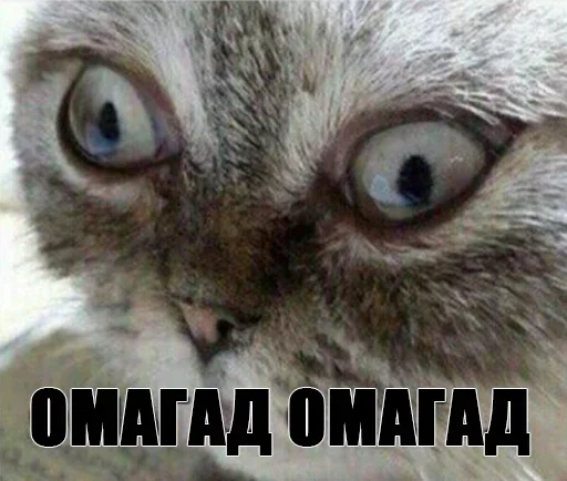 animal animal mammal cat