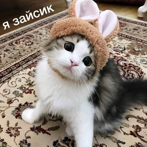 mammal mammal animal cat