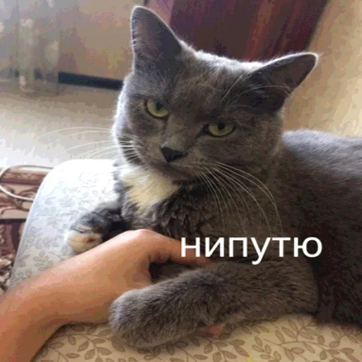 animal animal cat mammal