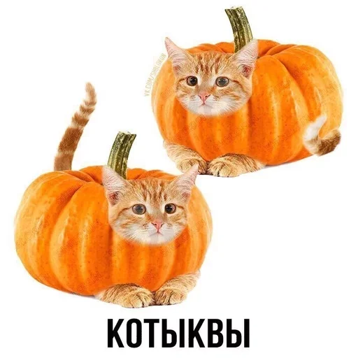 cat cat animal calabaza