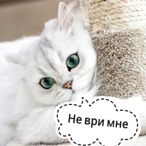 кошка животное млекопитающее