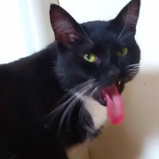 mammal mammal animal cat