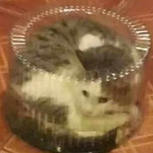 indoor indoor plastic pudding