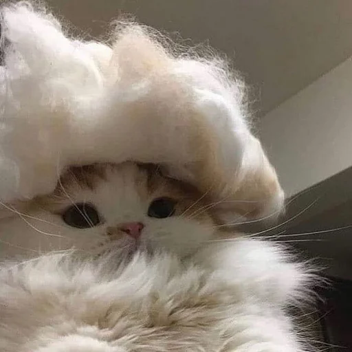 mammal mammal domestic cat animal