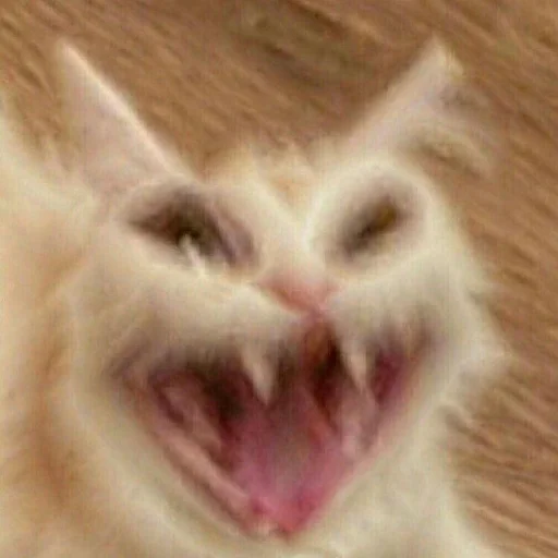 animal animal mammal cat