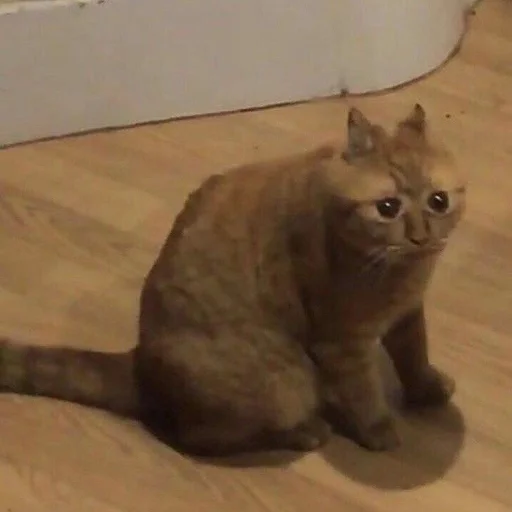 animal animal cat mammal