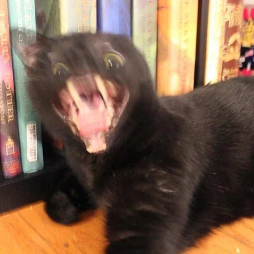 cat cat indoor animal