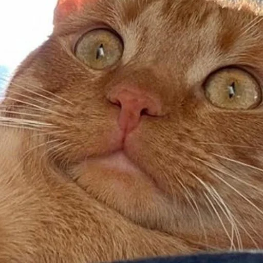 animal animal mammal cat