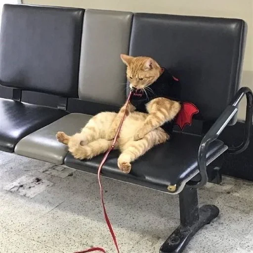 animal animal cat indoor