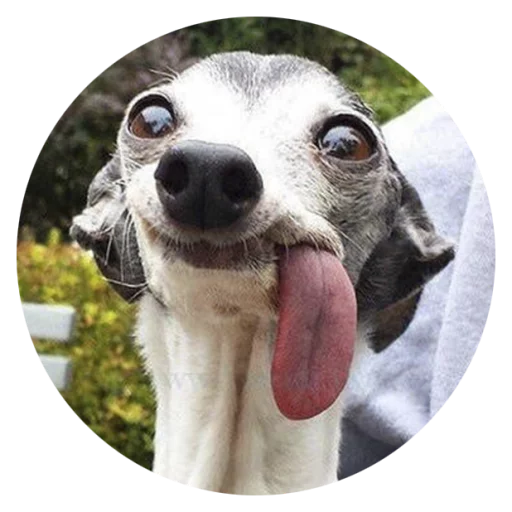 Stupid Dogs @StikeryTG Stupid Dogs @StikeryTG -