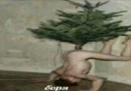 plant plant christmas tree drawing