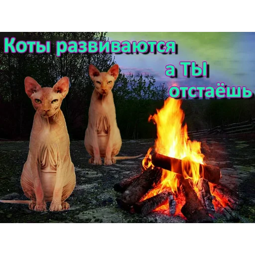text text animal fire