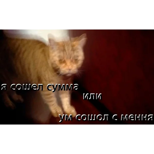animal animal mammal cat
